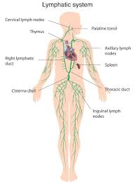 The lymphatic system is an extensive network of vessels, nodes, and organs that plays a critical role in maintaining fluid balance, supporting immune function, and absorbing dietary fats125678.