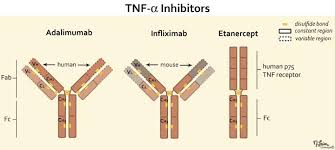 Tumor Necrosis Factor (TNF) inhibitors are a class of biologic medications that block the inflammatory cytokine TNF-α, which plays a central role in promoting inflammation and tissue damage in autoimmune and inflammatory conditions. By inhibiting TNF-α, these drugs reduce inflammation, pain, and disease progression123.