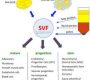 Stromal Vascular Fractions (SVFs) are a heterogeneous mixture of cells derived from adipose tissue (fat). These cells are not the same as stem cells but contain a high concentration of various cell types with regenerative potential, including mesenchymal stromal cells, endothelial progenitor cells, leukocytes, and pericytes.
