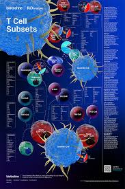 T-cells are a diverse group of white blood cells that play central roles in the adaptive immune system. T-cell subsets are specialized types of T-cells distinguished by their surface markers, functions, and cytokine profiles. These subsets work together to identify, target, and eliminate pathogens, regulate immune responses, and maintain immune homeostasis.