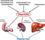 Hepcidin is a small peptide hormone primarily produced by the liver that plays a central role in the regulation of systemic iron homeostasis. It controls the absorption, distribution, and storage of iron by binding to and inducing the degradation of ferroportin, the main iron exporter protein in cells, thereby decreasing serum iron levels.