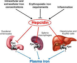 Hepcidin is a small peptide hormone primarily produced by the liver that plays a central role in the regulation of systemic iron homeostasis. It controls the absorption, distribution, and storage of iron by binding to and inducing the degradation of ferroportin, the main iron exporter protein in cells, thereby decreasing serum iron levels.