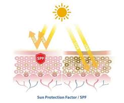 SPF stands for Sun Protection Factor and is a numerical rating that measures how well a sunscreen protects the skin from ultraviolet B (UVB) rays, which are primarily responsible for causing sunburn and contribute significantly to skin cancer.
