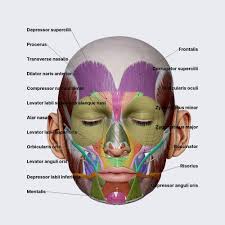 Facial Anatomy involves the bones (like the maxilla and mandible), muscles of expression and chewing, and nerves that enable sensation and movement.