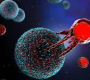 Adoptive Cell Therapy (ACT) is a personalized immunotherapy approach used mainly in cancer treatment.