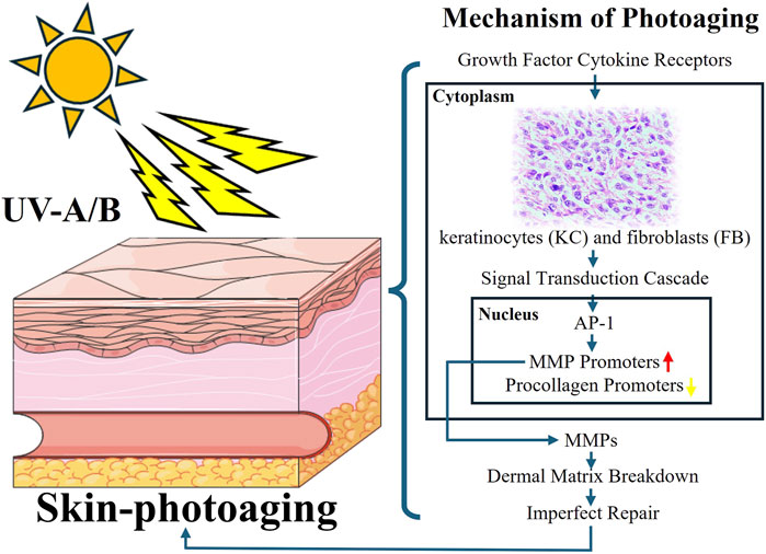 Photoaging refers to the premature aging of the skin primarily caused by repeated exposure to ultraviolet (UV) radiation from the sun and artificial sources such as tanning beds