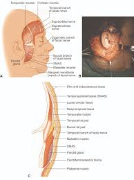 The Superficial Musculoaponeurotic System (SMAS) is a key anatomical layer of the face that plays a fundamental role in facial expressions and plastic surgery, especially facelift procedures.