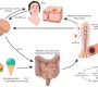 The gut-skin axis refers to the bidirectional communication network between the gastrointestinal tract (gut) and the skin.