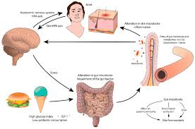 The gut-skin axis refers to the bidirectional communication network between the gastrointestinal tract (gut) and the skin.
