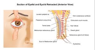 The eyelids are delicate skin structures that protect the eyes and help regulate tear flow. Because of their thin skin and exposure, they are prone to various dermatological conditions requiring careful treatment.