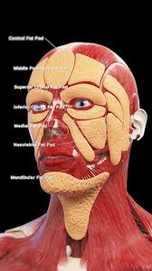 Fat pads (FPs) are accumulations of adipose tissue located in specific areas of the body that act as cushions, provide insulation, and store energy.